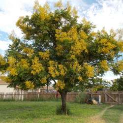 Location: Blondmyk's Backyard, Corpus Christi, TX
Date: 2014-09-25
Example of Chinese Rain Tree in full bloom--whole tree before lan