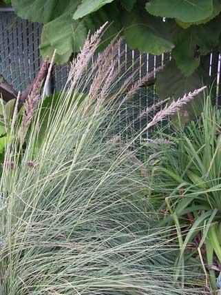 Photo of Big Muhly Grass (Muhlenbergia lindheimeri) uploaded by Calif_Sue