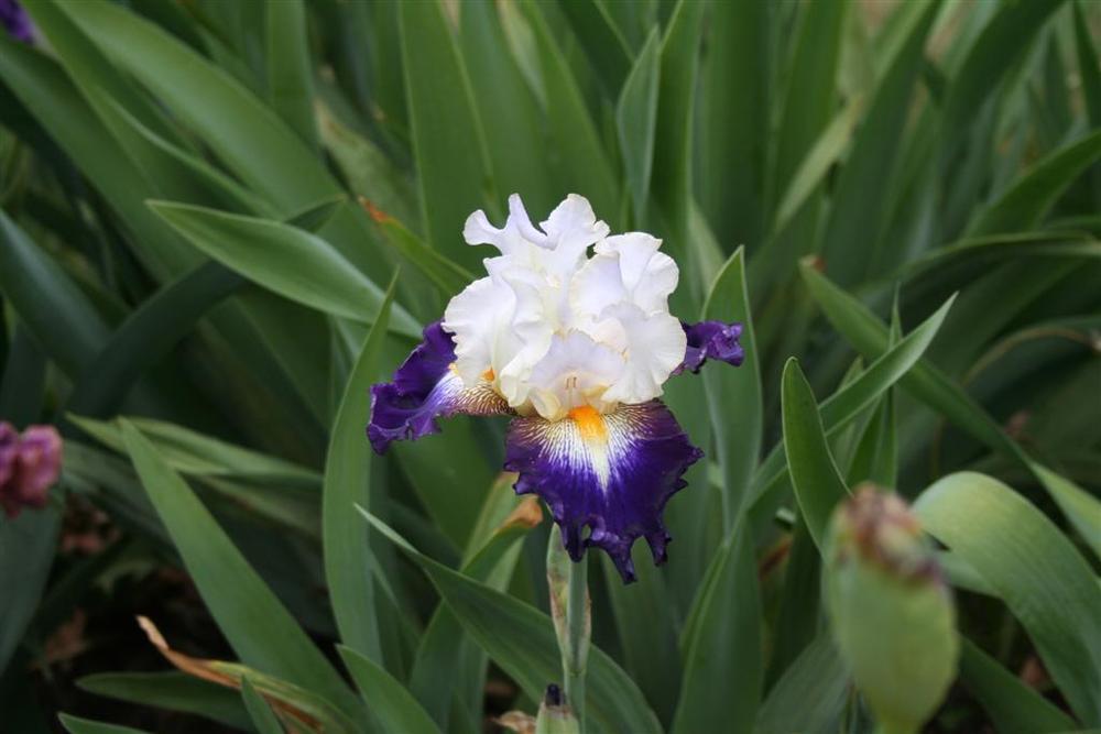 Photo of Tall Bearded Iris (Iris 'Publicity Stunt') uploaded by KentPfeiffer