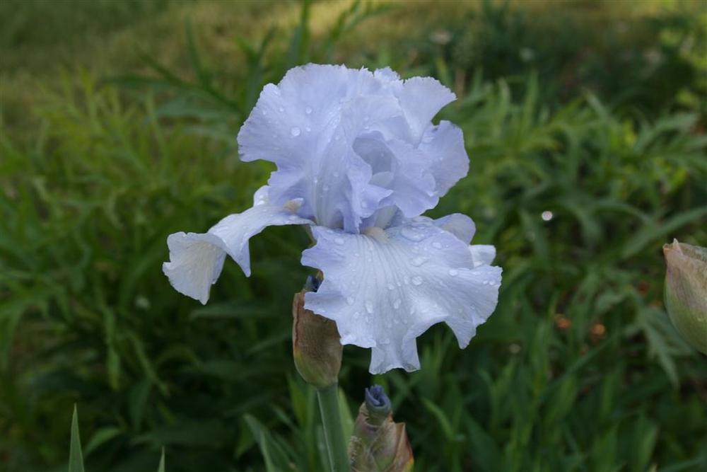 Photo of Tall Bearded Iris (Iris 'Rapture in Blue') uploaded by KentPfeiffer