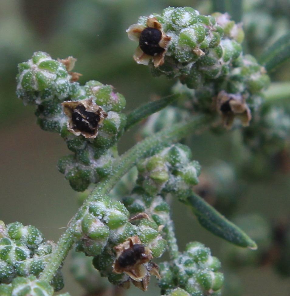 Photo of Lambsquarters (Chenopodium album) uploaded by dave