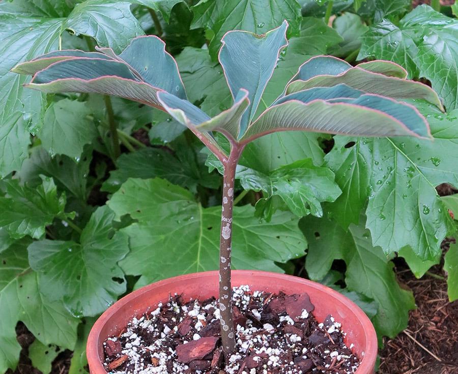 Photo of Voodoo Plant (Amorphophallus atroviridis) uploaded by eclayne