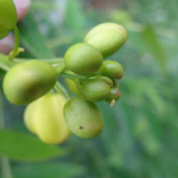 Location: Lutz, FL
Date: 2014-09-29
Sulphur butterfly egg on buds of plant.  When in bloom, the cater