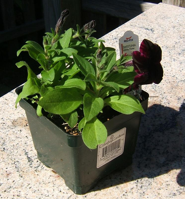 Photo of Petunia Sweetunia® Johnny Flame uploaded by pirl