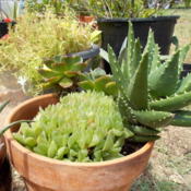 The shortest green succulents in the front of the pot are Haworth