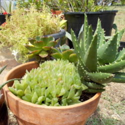 Location: Blondmyk's Backyard, Corpus Christi, TX
Date: 2014-09-02
The shortest green succulents in the front of the pot are Haworth