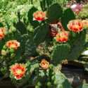 Hardy Cactus Opuntia