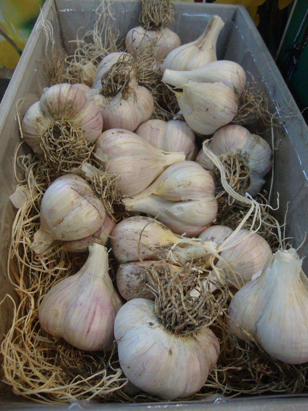 Photo of Garlic (Allium sativum 'Music') uploaded by Paul2032