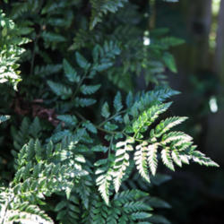 Location: Stockton, CA
Date: 2014-09-15
Leatherleaf ferns must look like this.