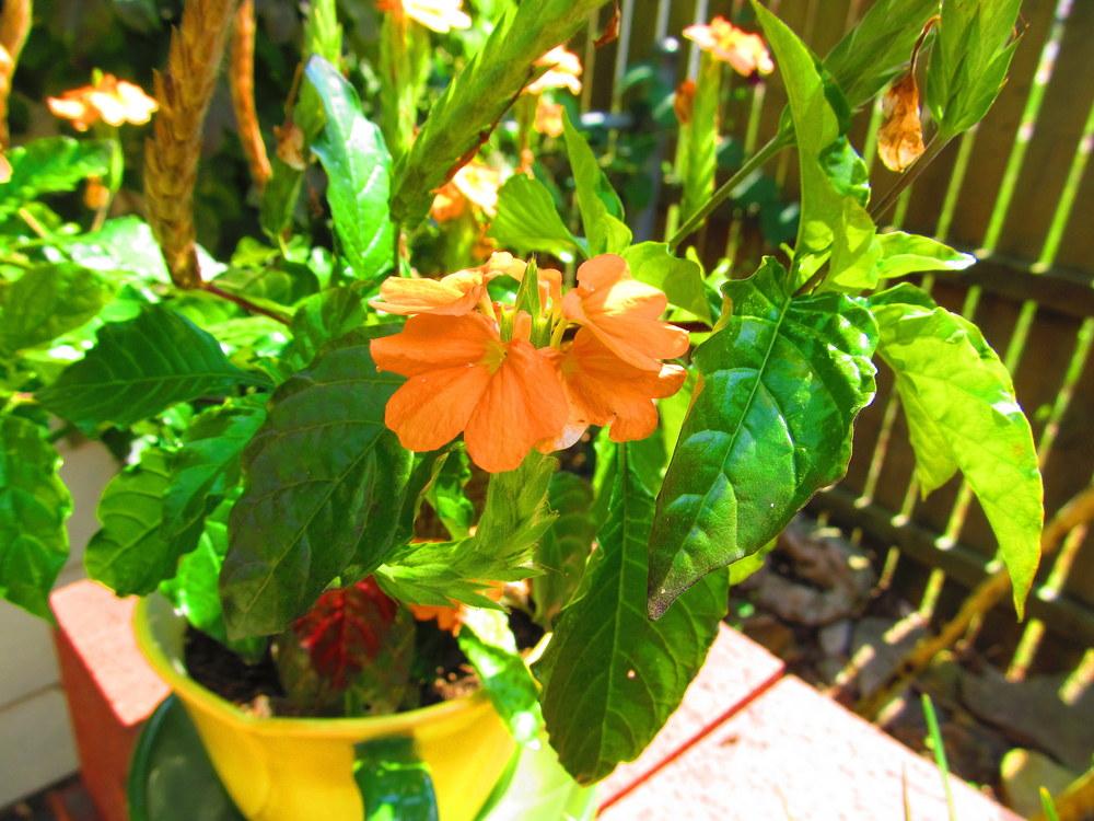 Photo of Firecracker Flower (Crossandra infundibuliformis) uploaded by jmorth