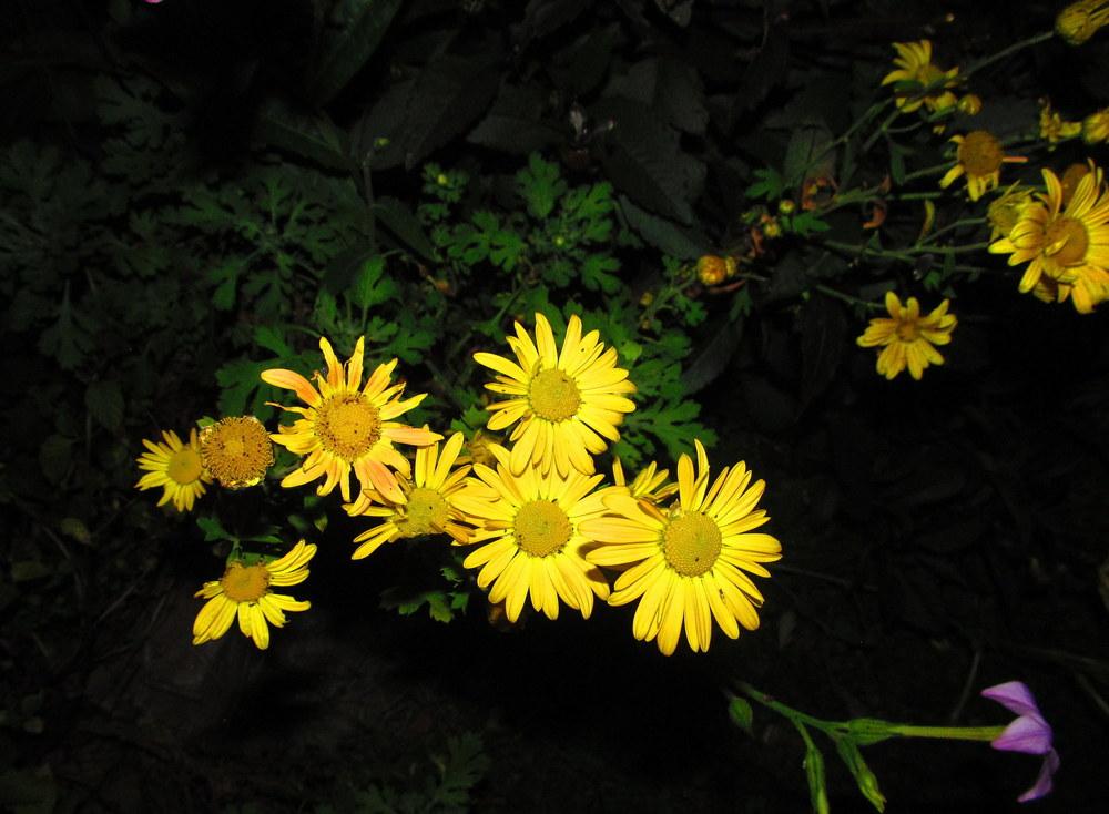 Photo of Hardy Chrysanthemum (Chrysanthemum x rubellum 'Mary Stoker') uploaded by jmorth