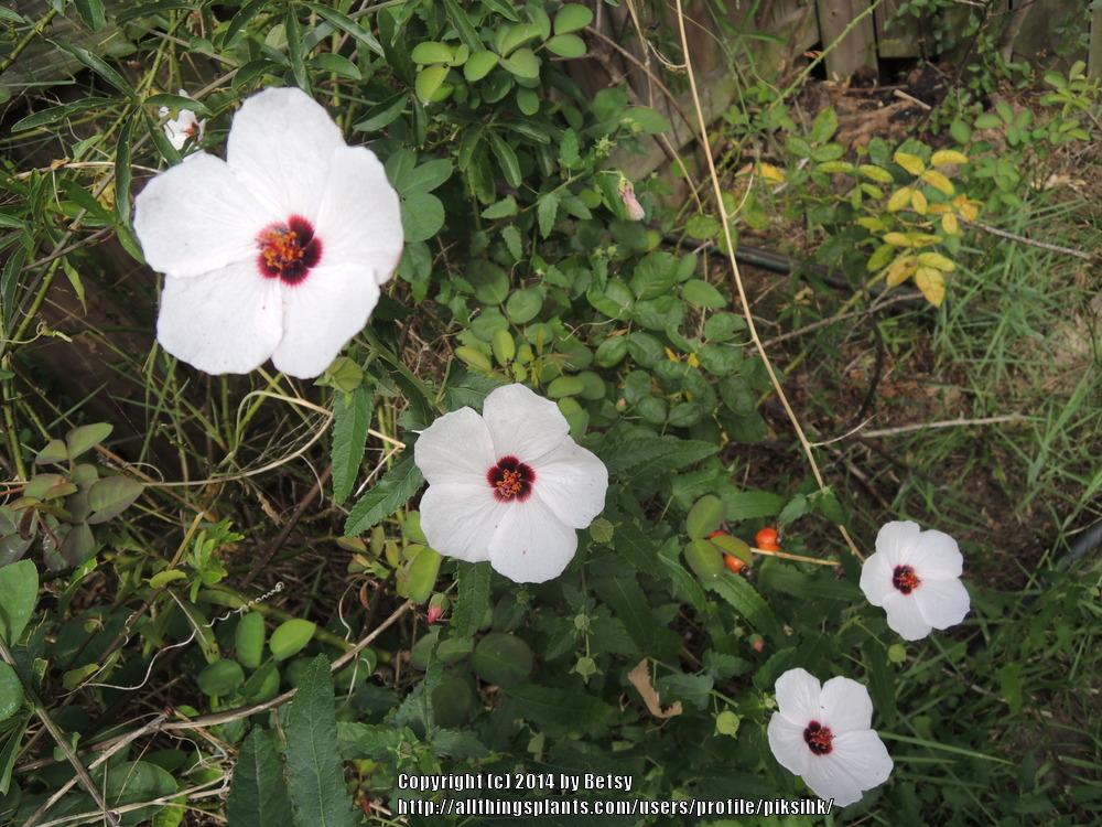 Photo of Spear Leaf Swamp Mallow (Pavonia hastata) uploaded by piksihk