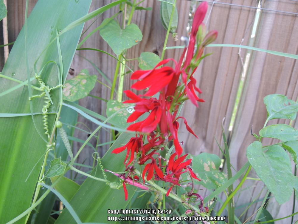 Photo of Cardinal Flower (Lobelia cardinalis) uploaded by piksihk