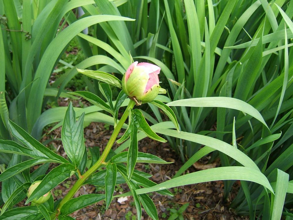 Photo of Garden Peony (Paeonia 'Coral Charm') uploaded by pirl