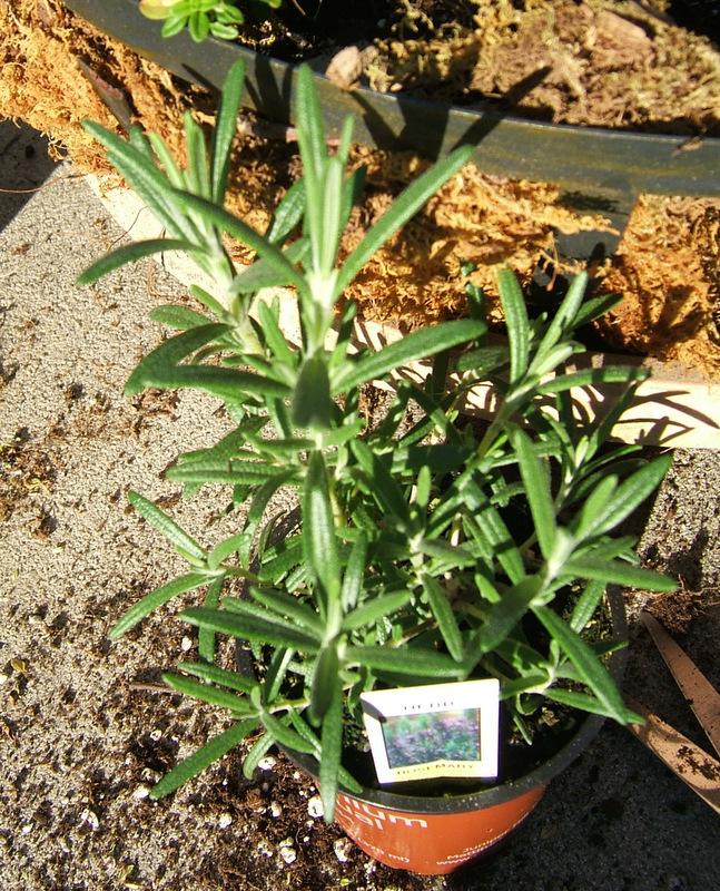 Photo of Rosemary (Salvia rosmarinus) uploaded by pirl