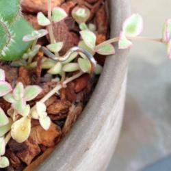 Location: No. CA zone 9b
Date: 2014-08-04
Very delicate plant to use in container arrangements