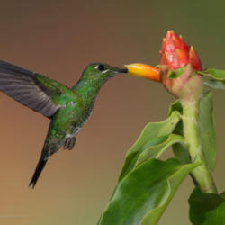 Location: Hummingbird, Costa Rica
Photo courtesy of: Mike Baird