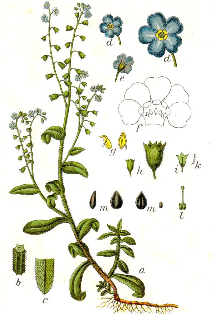 Photo of Water Forget-Me-Not (Myosotis scorpioides) uploaded by admin