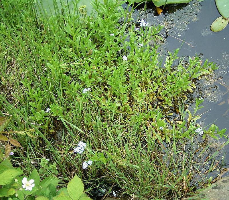 Photo of Water Forget-Me-Not (Myosotis scorpioides) uploaded by admin