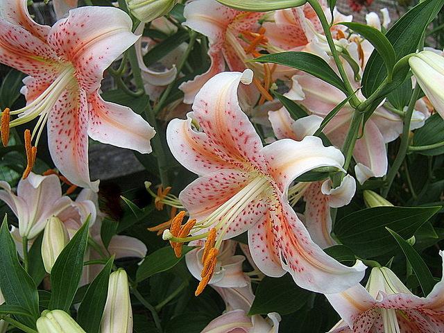 Photo of Lily (Lilium 'Salmon Star') uploaded by pirl