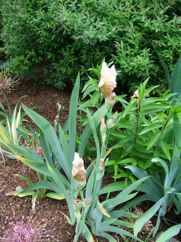Photo of Tall Bearded Iris (Iris 'Beverly Sills') uploaded by pirl