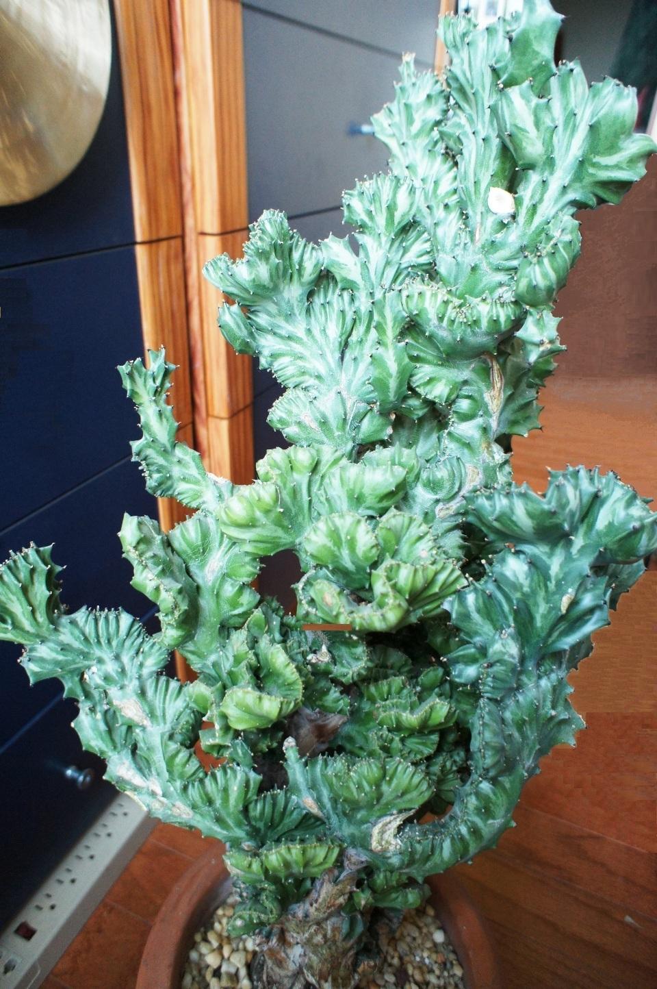 Photo of Elkhorn (Euphorbia lactea 'Cristata') uploaded by skylark