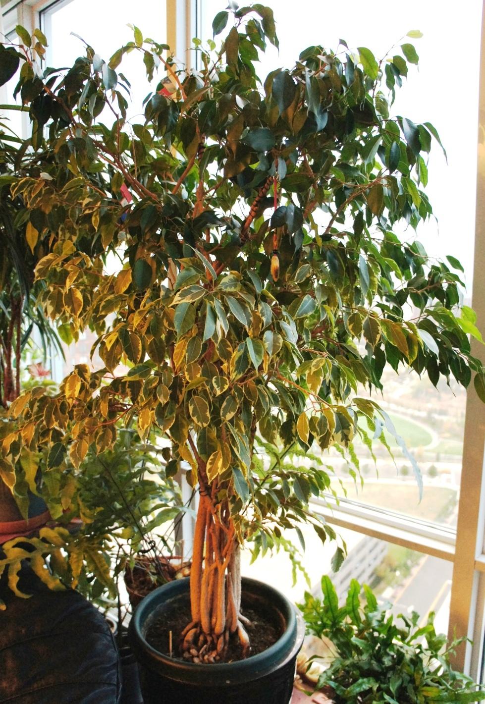 Photo of Weeping Fig (Ficus benjamina) uploaded by skylark
