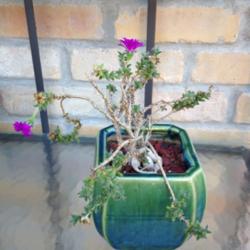 Location: No. CA zone 9b
Date: 2014-10-01
Bloomed when watering was decreased this year