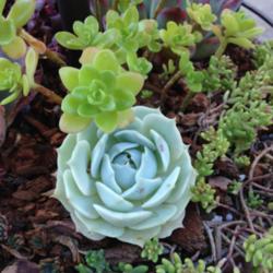 Location: No. CA zone 9b
Date: 2014-10-01
Trying to keep this rosette compact with lots of sun.