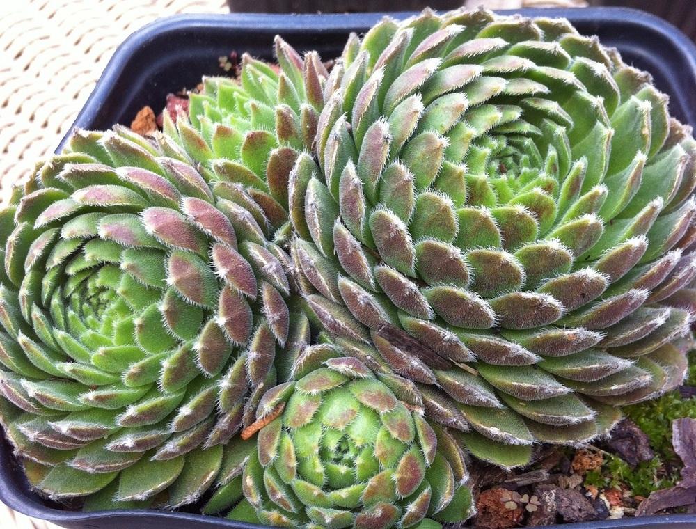 Photo of Hen and chicks (Sempervivum 'Quintessence') uploaded by webesemps