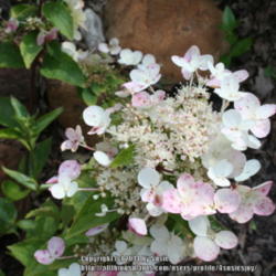 Location: My Garden
Date: 2014-08-09
This is the spring color of this Hydrangea.
