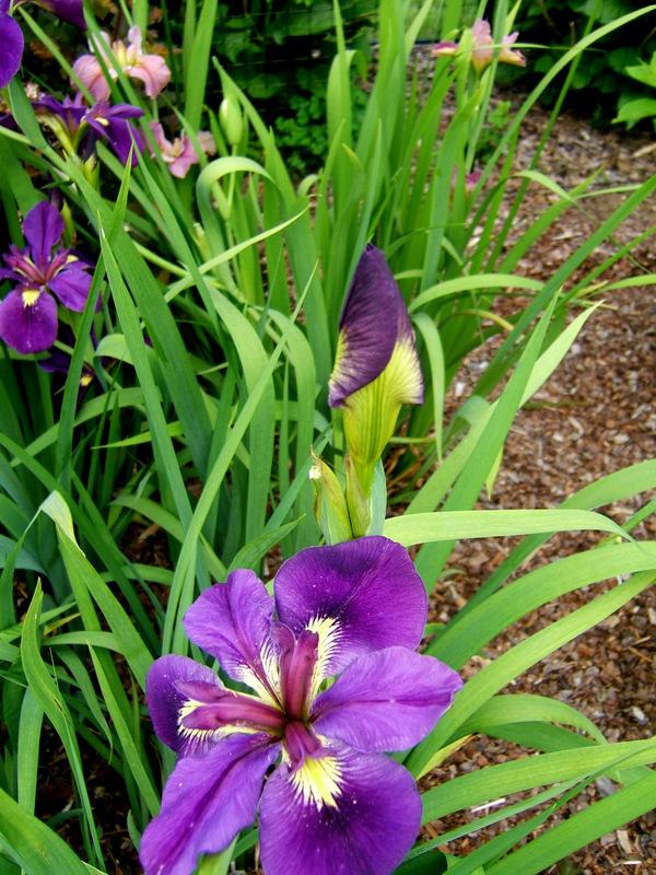 Photo of Louisiana Iris (Iris 'Voodoo Rite') uploaded by pirl
