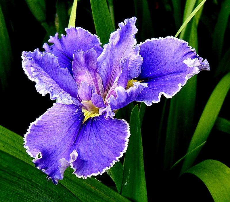 Photo of Louisiana Iris (Iris 'Donna Wolford') uploaded by pirl