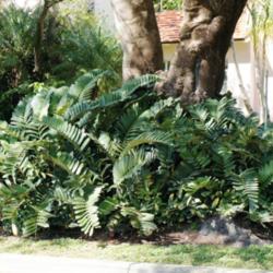 Location: Miami, FL
Date: 2014-01
Sidewalk planting - very mature. Grows under Royal Poinciana tree