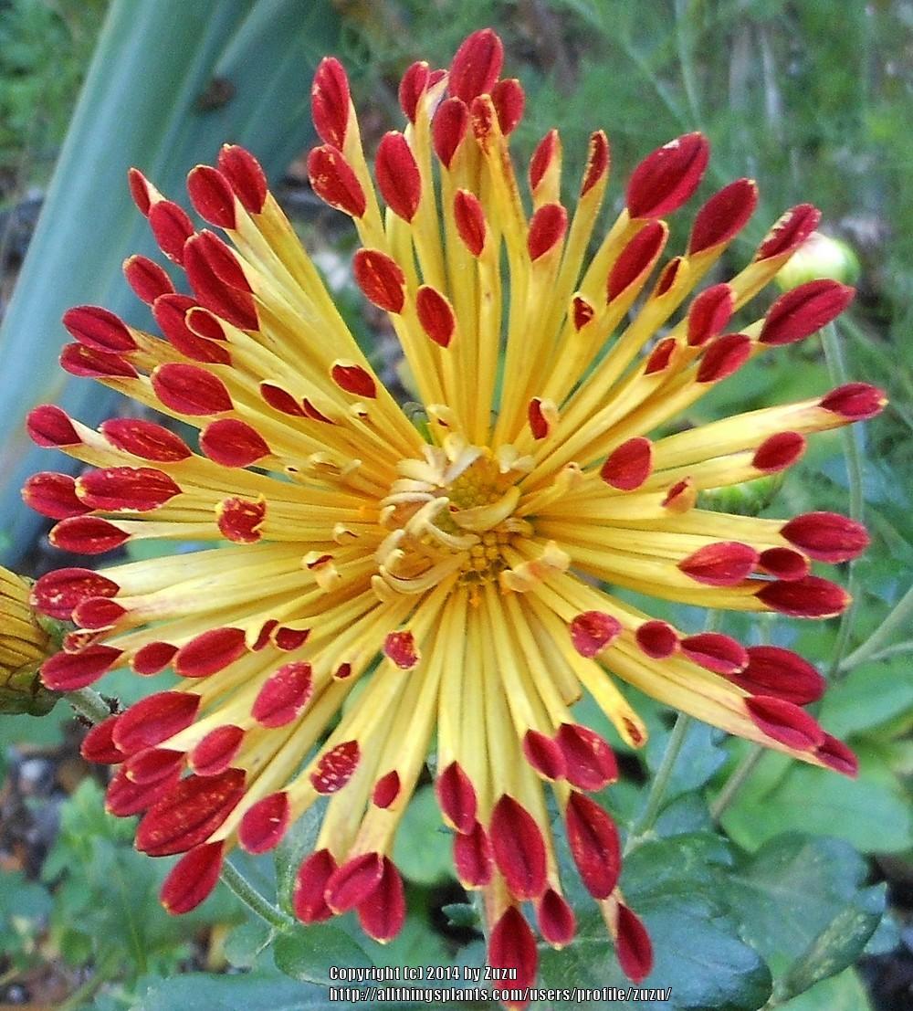 Photo of Mum (Chrysanthemum 'Matchsticks') uploaded by zuzu