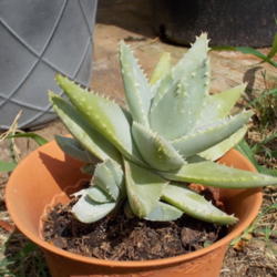 Location: Blondmyk's Backyard, Corpus Christi, TX
Date: 2014-09-04
Aloe Brevifolia depressa in small pot with "pups" (for lack of pr