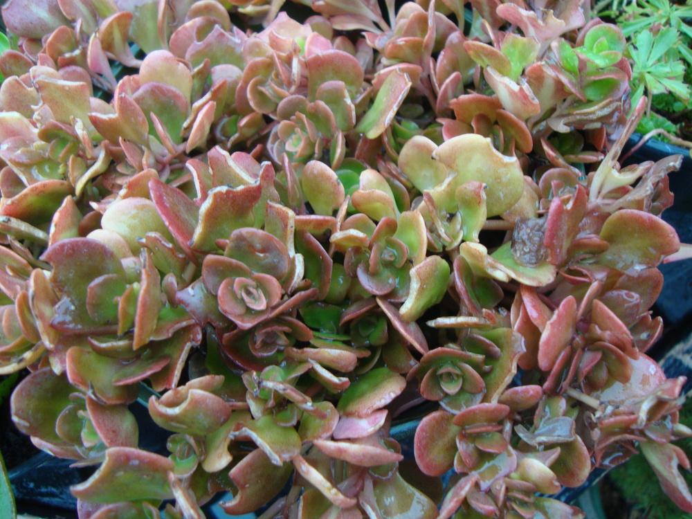 Photo of Chinese Stonecrop (Sedum tetractinum 'Coral Reef') uploaded by Paul2032