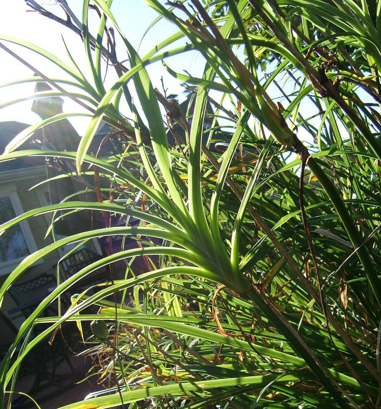 Photo of Daylily (Hemerocallis 'Arla') uploaded by pirl