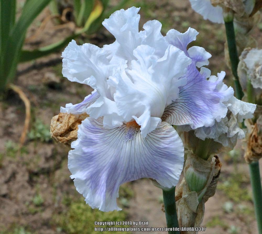 Photo of Tall Bearded Iris (Iris 'Gallic Softness') uploaded by ARUBA1334