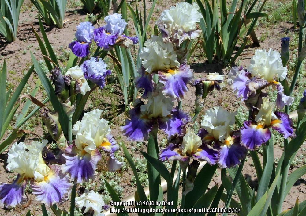 Photo of Tall Bearded Iris (Iris 'Style Traveller') uploaded by ARUBA1334