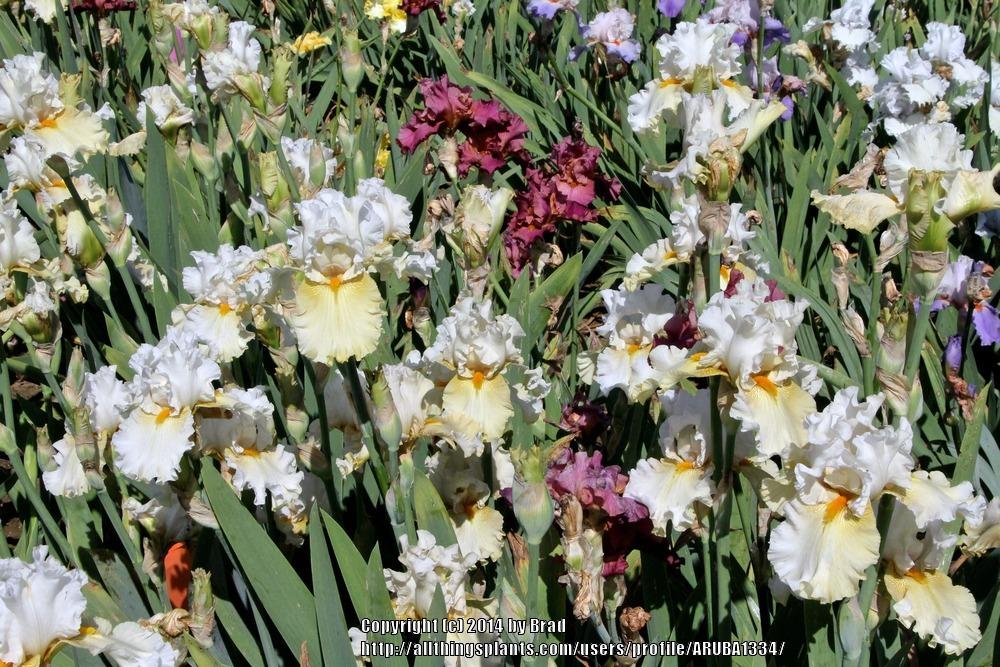 Photo of Tall Bearded Iris (Iris 'Pickledilly') uploaded by ARUBA1334