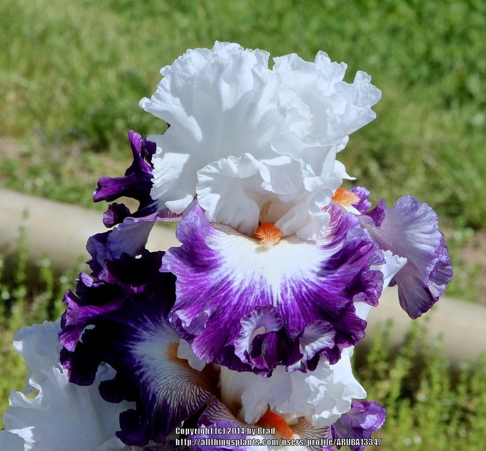 Photo of Tall Bearded Iris (Iris 'Going Big Time') uploaded by ARUBA1334
