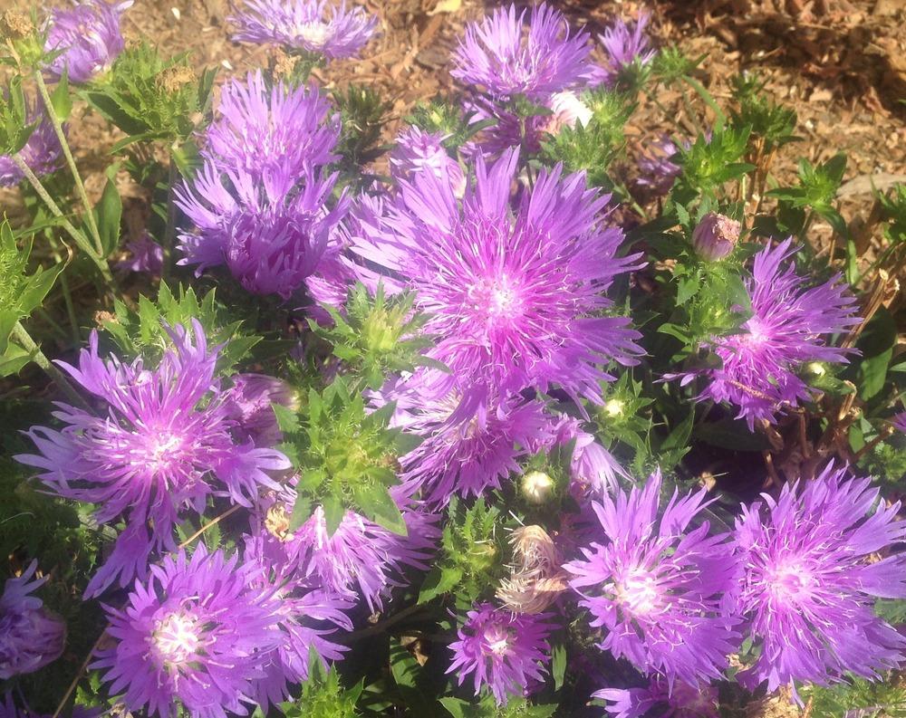 Photo of Stokes' Aster (Stokesia laevis) uploaded by HamiltonSquare