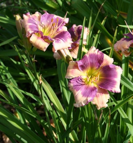 Photo of Daylily (Hemerocallis 'Lavender Cream Cascades') uploaded by JuliaNY