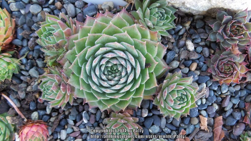 Photo of Hen and Chicks (Sempervivum 'Blush') uploaded by Patty