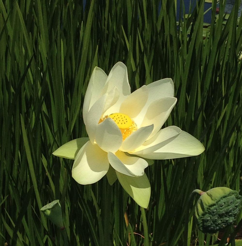 Photo of Sacred Lotus (Nelumbo nucifera 'Perry's Giant Sunburst') uploaded by bxncbx