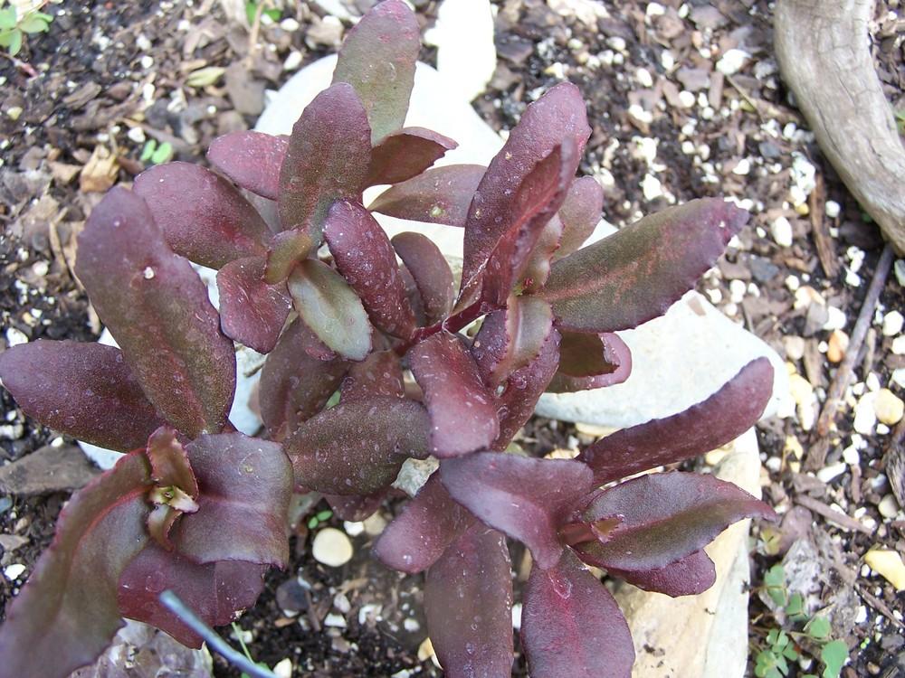 Photo of Sedum (Hylotelephium telephium subsp. telephium Touchdown™ Teak) uploaded by chickhill
