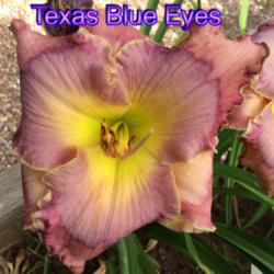 Location: Jones OK,
Date: June 2014
Texas blue eyes