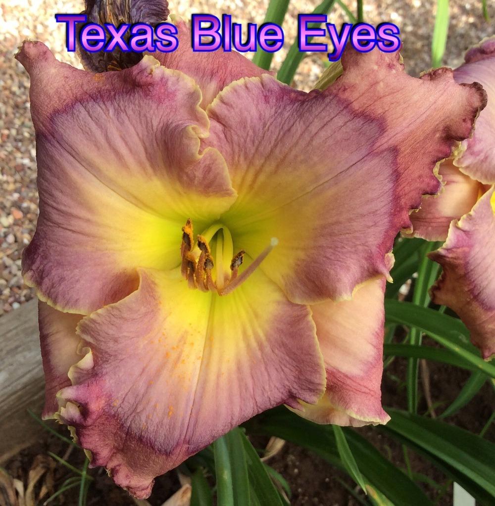 Photo of Daylily (Hemerocallis 'Texas Blue Eyes') uploaded by kidfishing