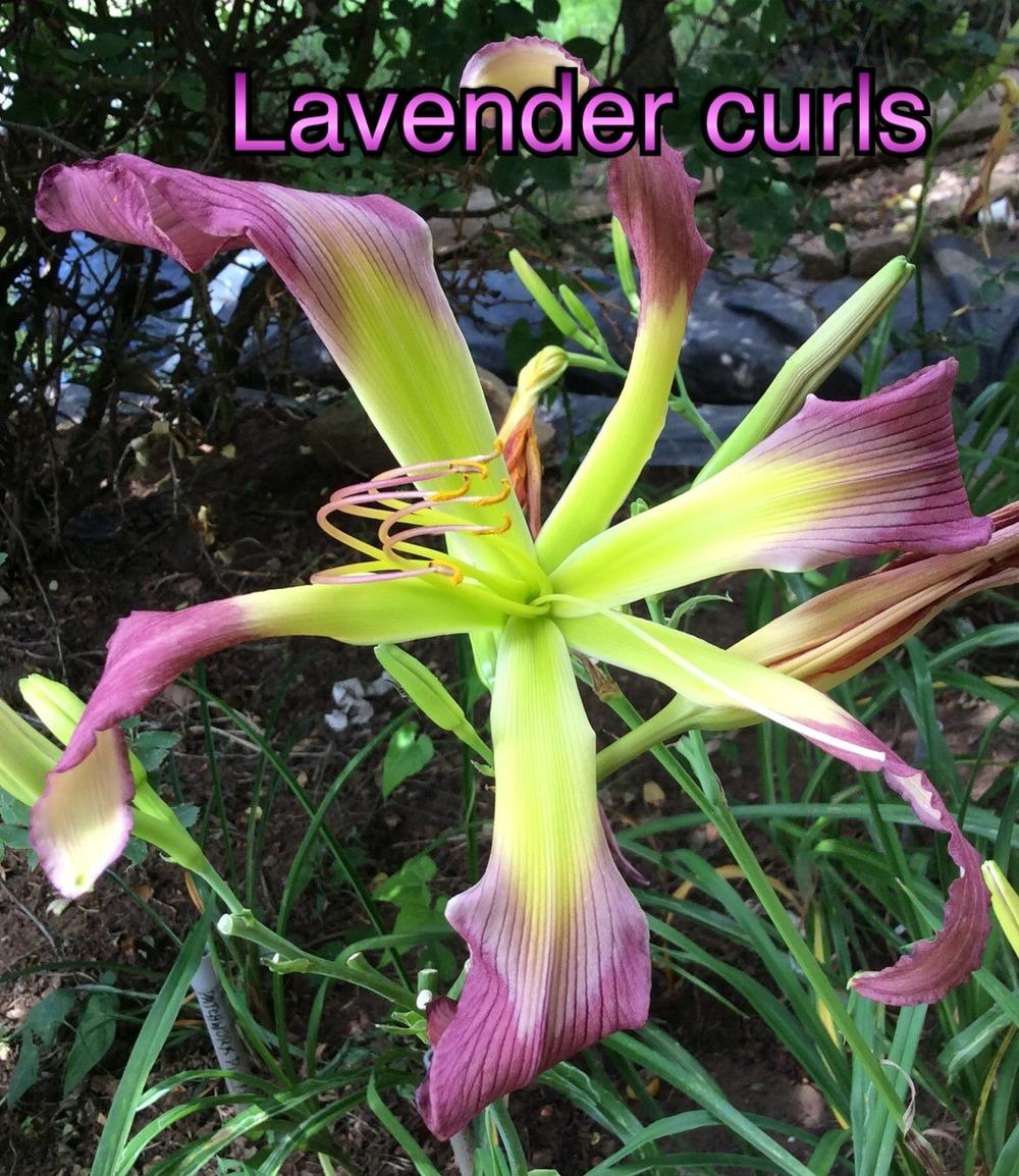 Photo of Daylily (Hemerocallis 'Lavender Curls') uploaded by kidfishing